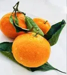 Fresh Satsuma Mandarin from California (2.5)