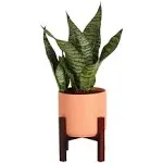 Costa Farms Snake Plant, Easy to Grow Live Indoor Sansevieria Plant, Succulent ...