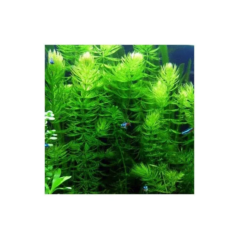 AquaLeaf Aquatics Pond Oxygenating Hornwort Bunch Plants