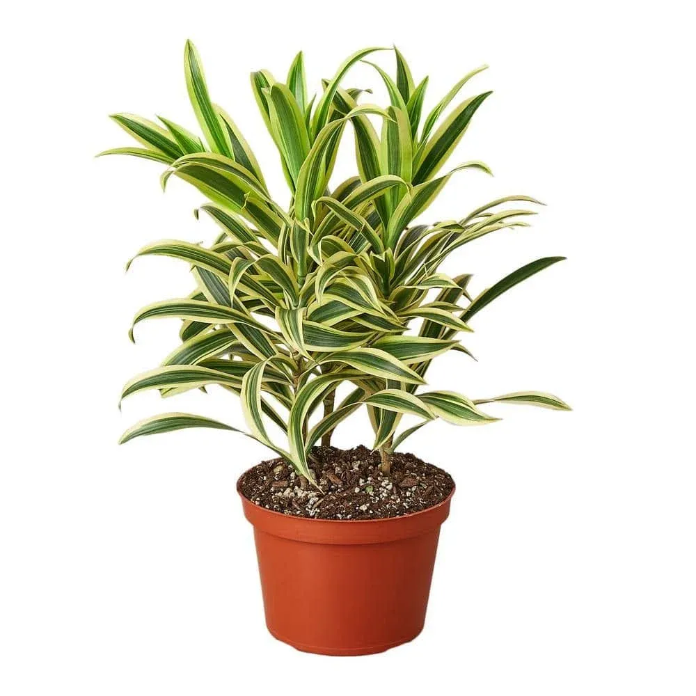 Dracaena Song of India Live Plant for Indoor | Different Houseplants in 4'' & 6'' Pot | Real House Plant Decor for Living Room, Office, Desk & Bathroom | Dracaena reflexa | Dragon Tree