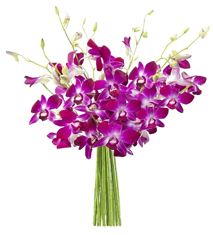 Fresh Dendrobium Orchid Bunch | Purple Sabine (10 Stems / Bunch)