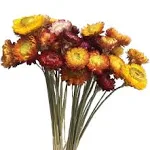 Natural Dried Flower Bouquet ,Natural Flowers Bouquet Daisies .Dried Daisies, Ho