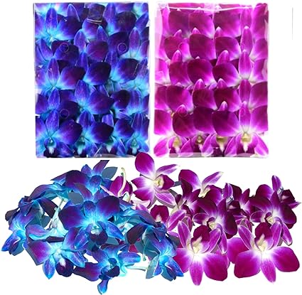 Prebook 50BLUE 50PURPLE COMBO Fresh Cut Dendrobium Orchid Loose Bloom