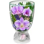 In Flores Veritas | Fresh Cut Orchids in a Sealed Glass Vase | Long Lasting Preserved Bouquet Stays Fresh for 5+ Years | No Water Needed | Allergy Free | Unique Present Gift (XOXO)