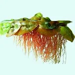 30+ Live Aquarium Plants Red Root Floater 4oz Cup