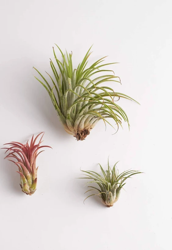 Shop Succulents | Assorted Collection of Live Air Plants, Hand Selected Variety Pack of Air Succulents | Collection of 8