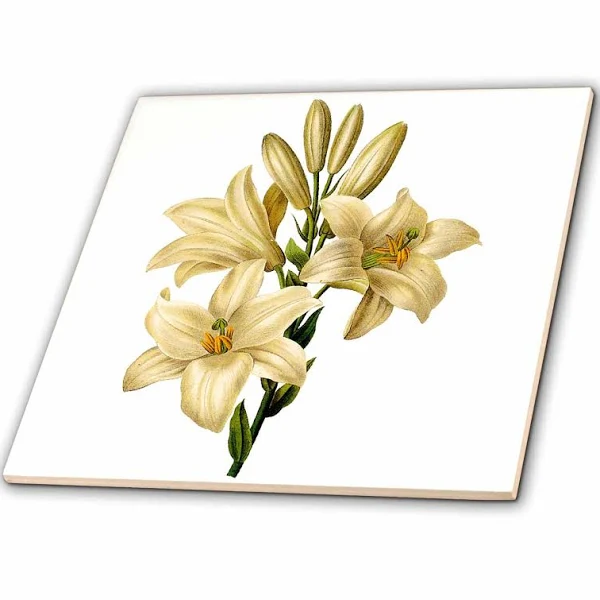 3dRose ct_106841_2 Redoute Vintage Watercolor Floral White Lily Lilium Candidum-Ceramic Tile, 6-Inch