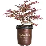 2 Gllon Southern Living Loropetalum Purple Daydream Shrub