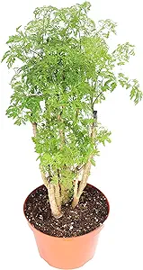 Ming Aralia - 8'' from California Tropicals