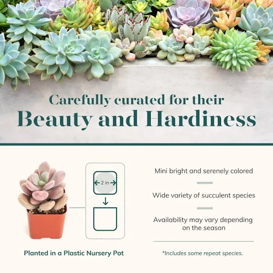 Shop Succulents Pastel Succulent Plant Pack Bulk Collection - Live Mini Succulent Plants, Low Maintenance, Bright & Serene Colors & Textures - Wedding and Party Favors, Gift & Garden, Pack of 16