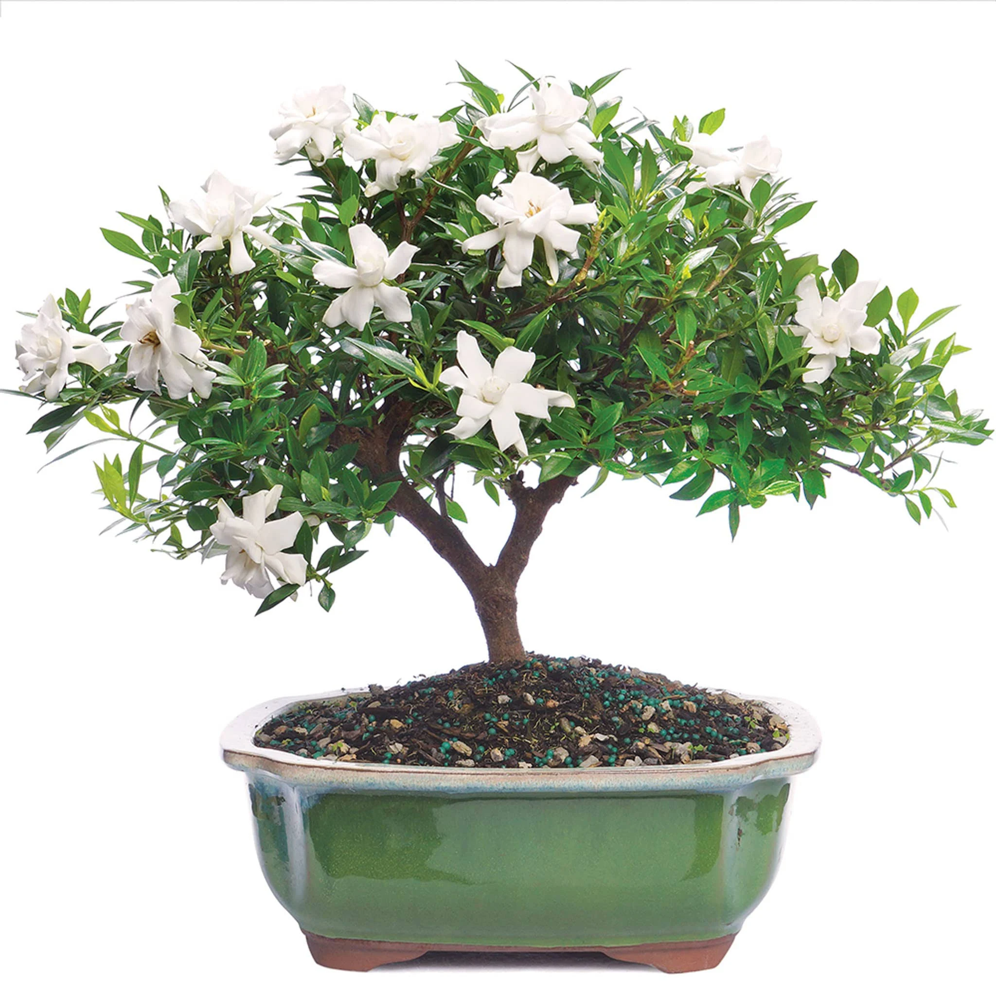 Brussel S Gardenia Bonsai