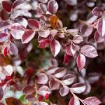 Purple Daydream Dwarf Loropetalum 2 Gal -  Flowerwood Nursery, Inc. 