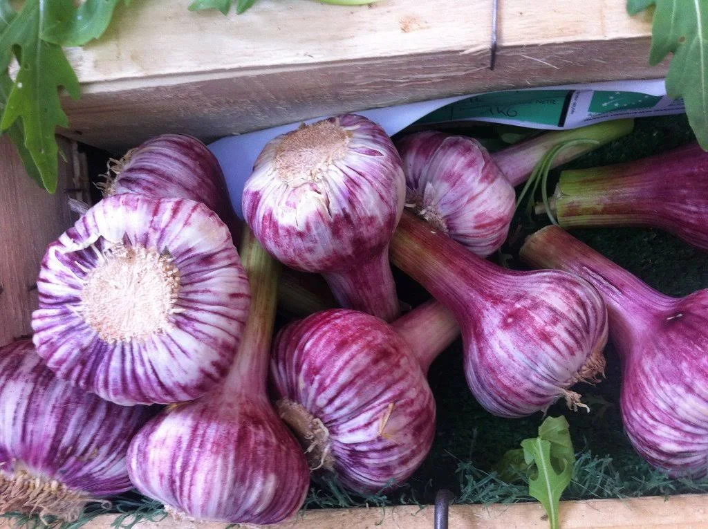 Russian Red Garlic, (3 Garlic Bulbs) Big Bulbs, Slightly Purple