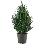 Holly Steeds Upright Japanese (Ilex) Live Shrub (3 Gallon)