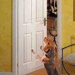 in Hand Clear Door Scratch Protector Deluxe Pet Door Scratch Shield Protect Your Doors