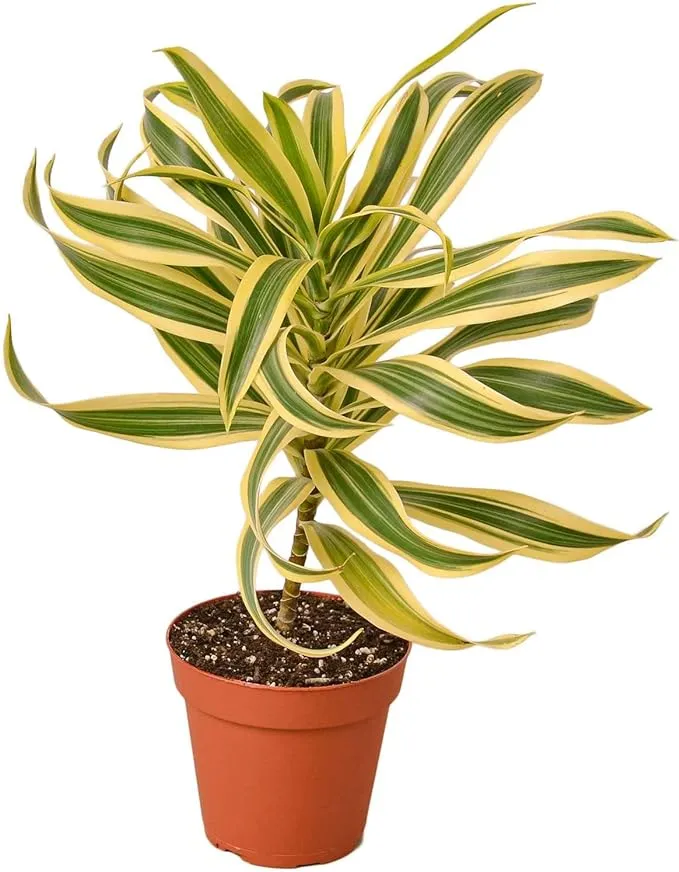 Dracaena Song of India - 4" Pot House Plant Shop