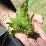 Java Fern Microsorum Pteropus | Beginner Live Aquatic Plant for Freshwater Aquariums