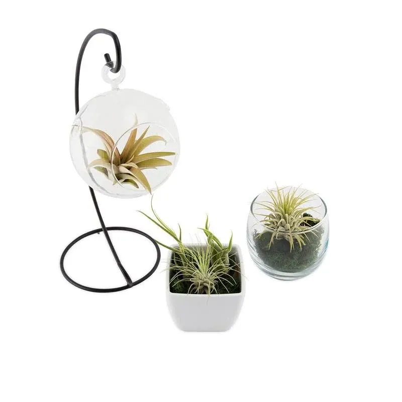 Air Plants Tillandsia Collection of 5 Easy Houseplants for Beginners Small to Medium 1.5"-6"+