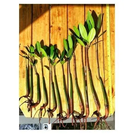 8 Healthy Strong Red Mangrove Seedlings