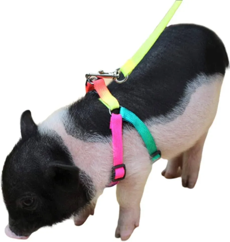 Cacovedo Mini Pig Adjustable Harness Leash for Hog Piggy and Other Small Animals -Ferret, rabbit, Dog, Cat