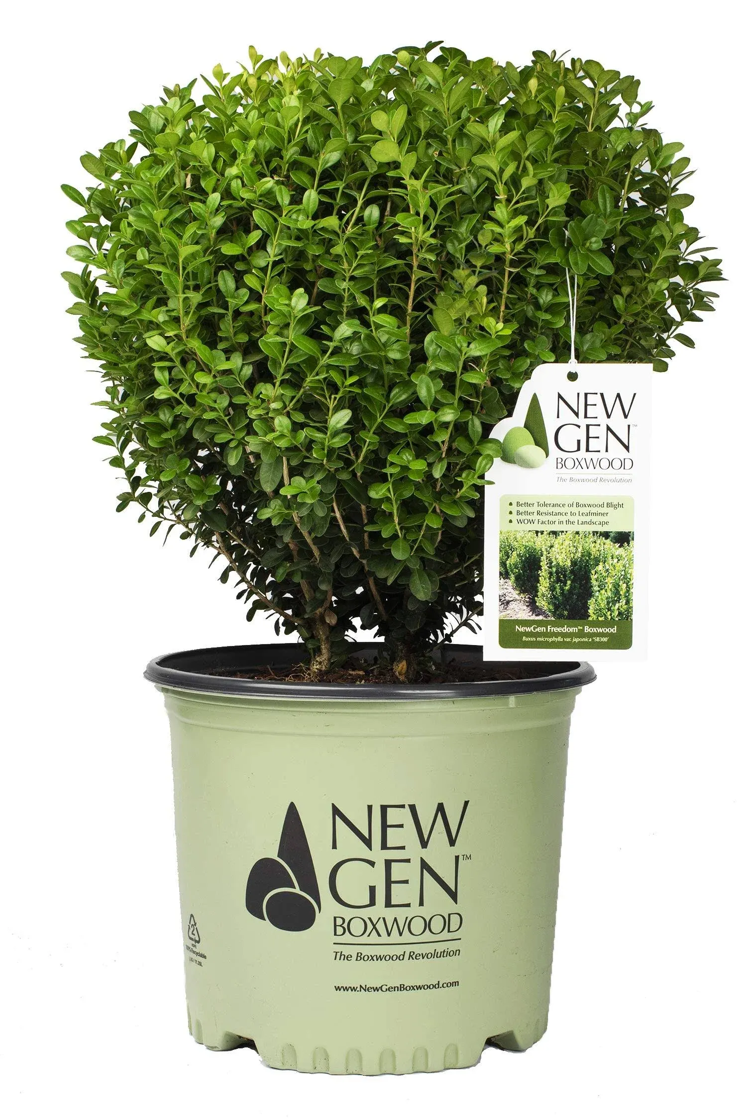 Live Plant from Green Promise Farms Buxus NewGen Freedom (Boxwood) Evergreen, 3 ...