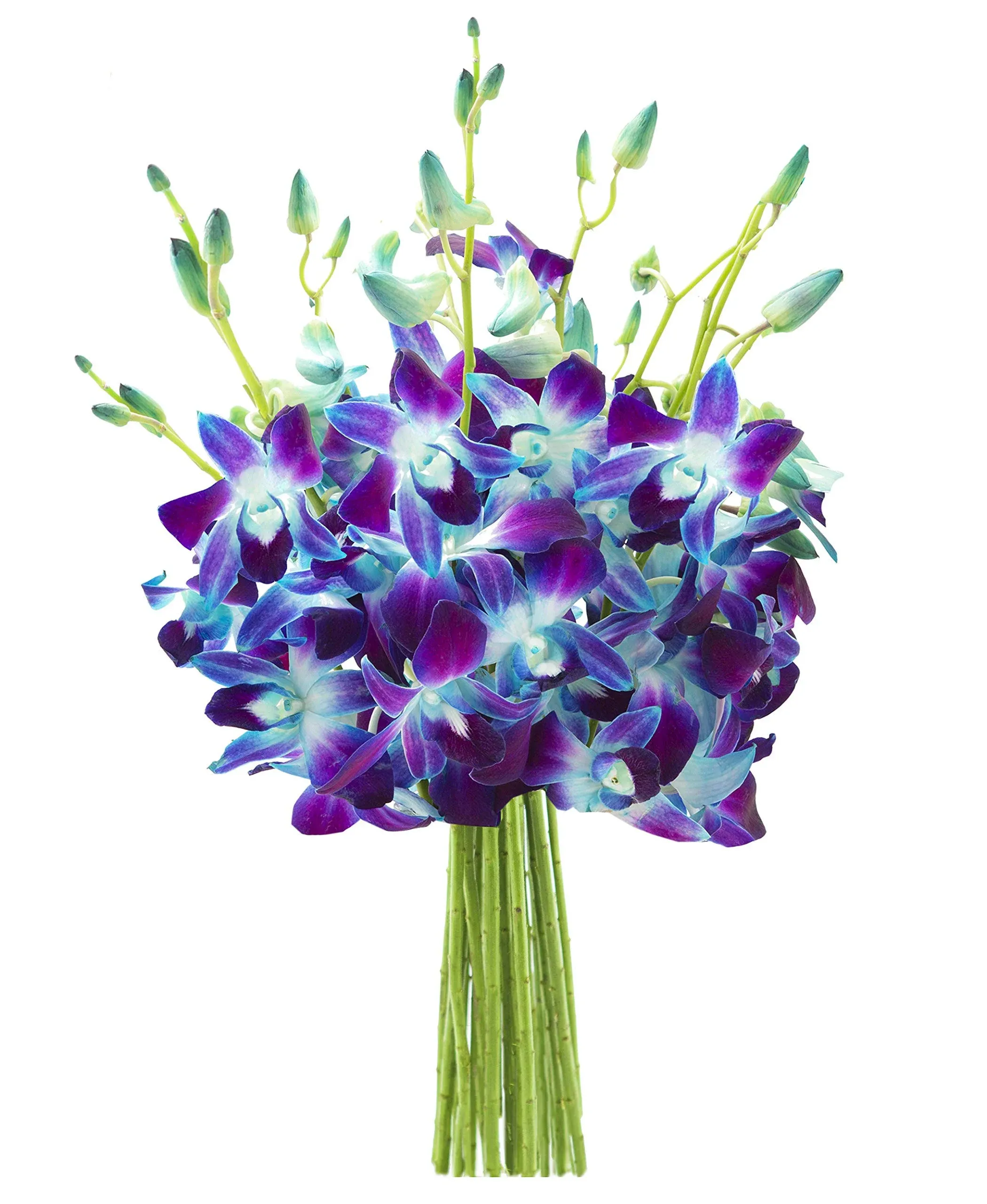 Kabloom Prime Next Day Delivery Fall Collection Exotic Sapphire Orchid Bouquet Of Blue Orchids from Thailand gift For Birthday