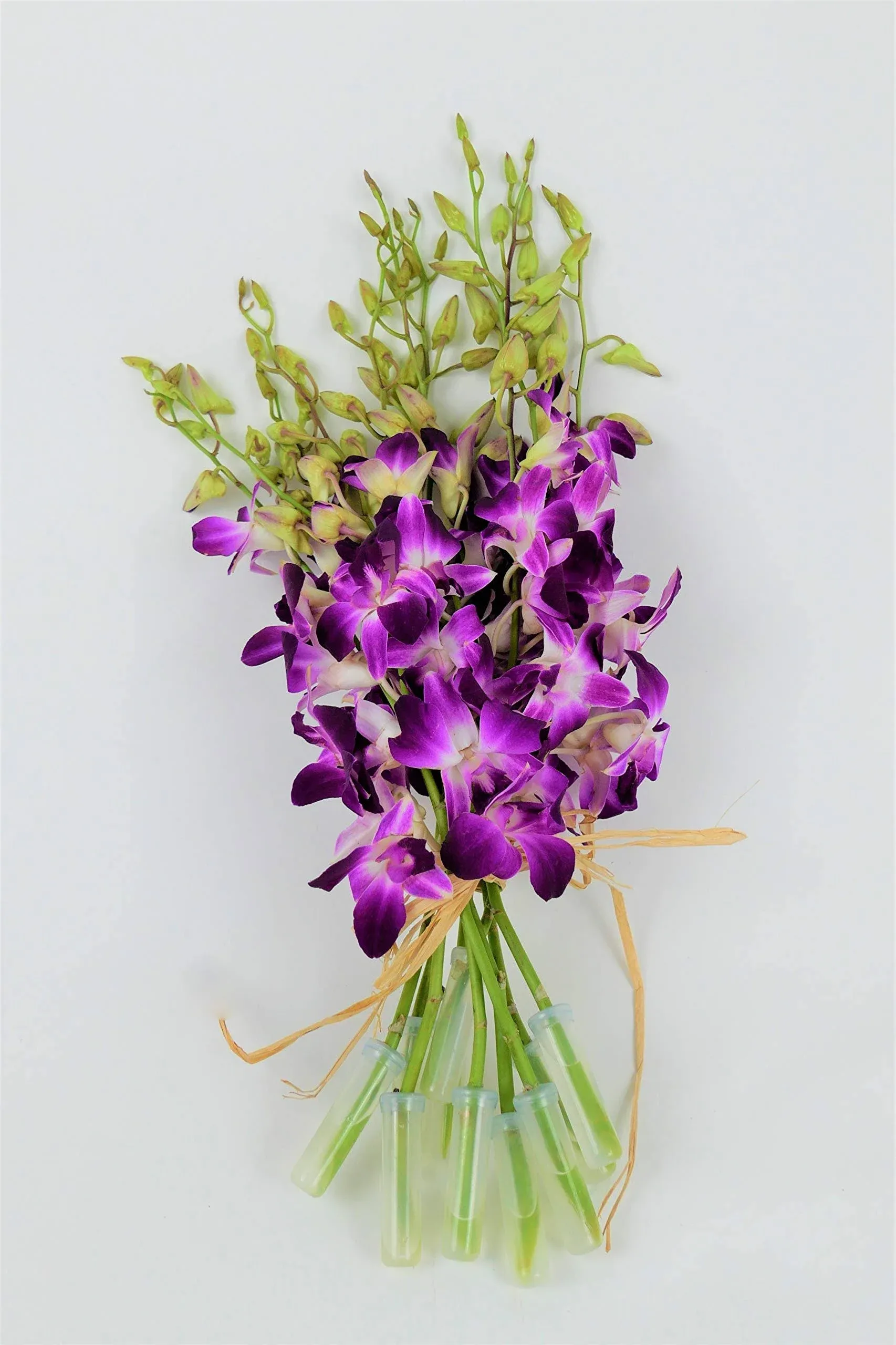 Fresh Vibrant Purple Dendrobium Sonia/Galaxy/Bombay Cut Orchids Bunch from Nursery (Fresh Cut)