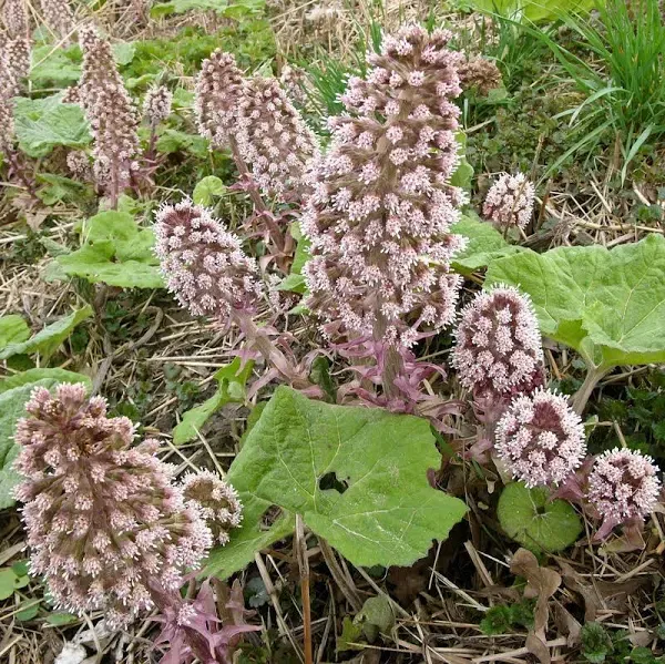 Palm Beach Medicinal Herbs Butterbur Seeds (Petasites Hybridus) Packet of 50 Seeds