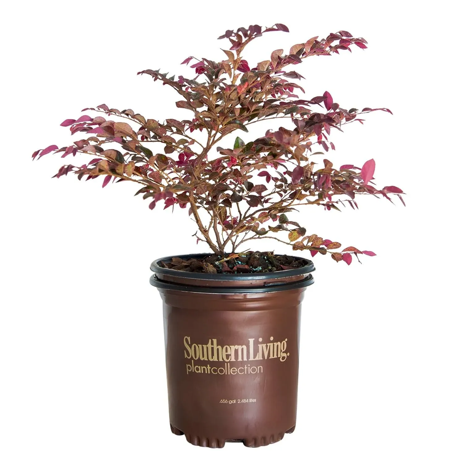 Southern Living Plant Purple Daydream Dwarf Loropetalum