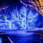 5mm LED Wide Angle Blue Prelamped Light Set, Green Wire - 70 5mm Blue LED Christmas Lights, 4" Spacing