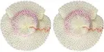 American Mantle 2007 254 Soft Inverted Mantle (Pack of 2)