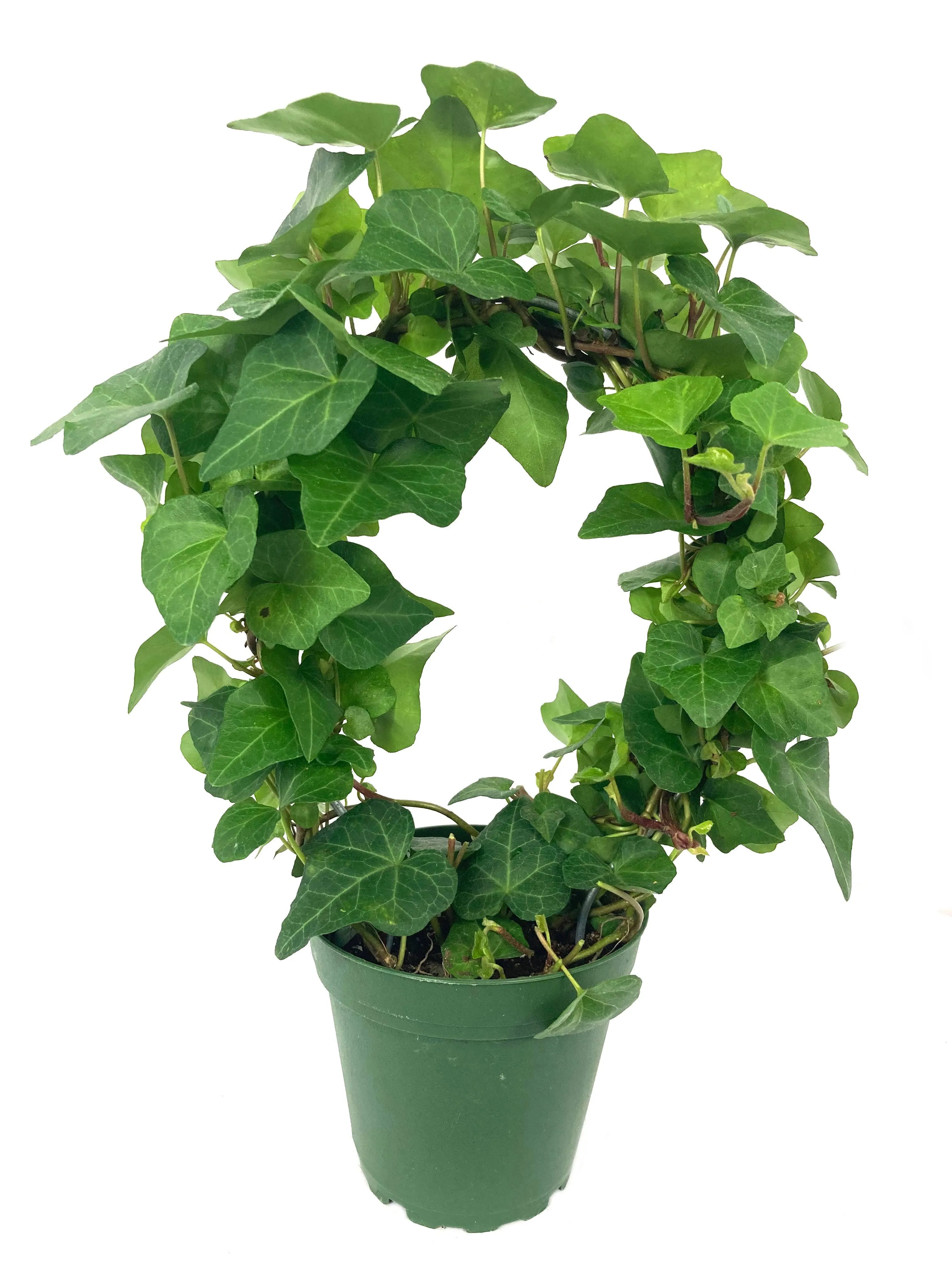 English Ivy Hoop - Live Plant in A 4 inch Pot - Hedera Helix - Florist Quality - Beautiful Easy Care Indoor Air Purifying Topiary Houseplant Vine