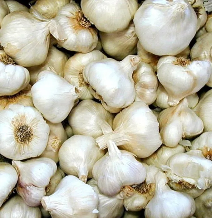 California Softneck Garlic - 6 Bulbs