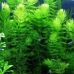 Aqualeaf Aquatics Hornwort Bunch Plants for Ponds or Aquariums