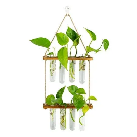 Glasseam Glass Plant Terrarium Hanging