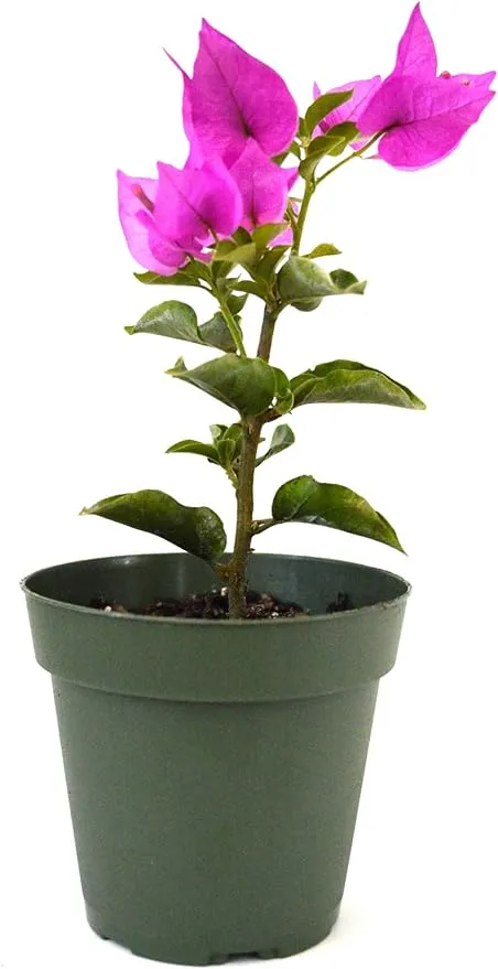 9GreenBox - Royal Purple Bougainvillea Plant -Indoors/Out or Bonsai - 4" Pot