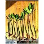 8 Healthy Strong Red Mangrove Seedlings