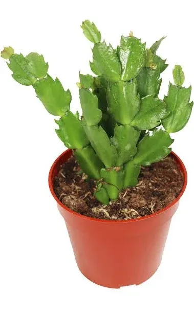 Zygocactus Yellow (Limelight Dancer) Christmas Cactus - 4'' from California Tropicals