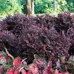 Purple Daydream Dwarf Loropetalum 2 Gal -  Flowerwood Nursery, Inc. 