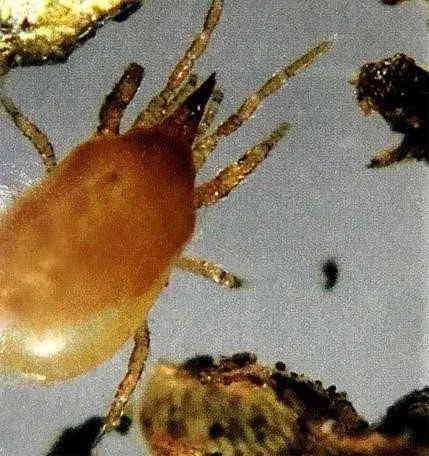 12,500 Live Hypoaspis Miles (Predatory Mites) For Insects - Guaranteed Live Delivery!