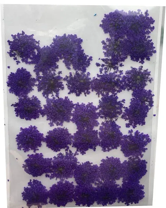 100pcs/pack Ammi majus Natural Pressed Dried Flower Queen Anne's Lace Flowers for Resin Jewelry Making, Soap and Candle Making, Scrapbooking DIY (Purple)