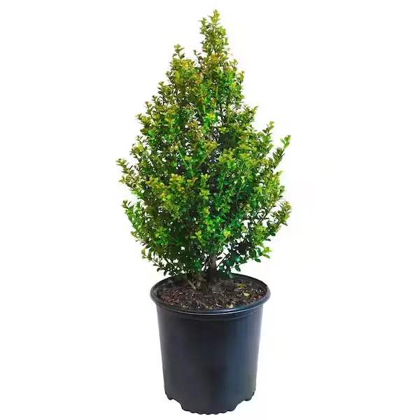 2.25 Gal. Steeds Upright Japanese Holly Plant with Dark Green Foliage