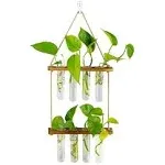 Glasseam Glass Plant Terrarium Hanging