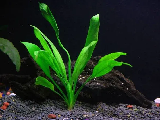 25+ Stems / 6 Species Live Aquarium Plants Package - Anacharis, Amazon and More!