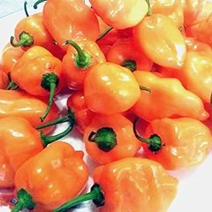 Fresh Habanero Chili Peppers (8 oz.)