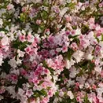 Proven Winners Czechmark Trilogy Weigela Live Shrub - WEIPRC1217800