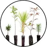 The Jonsteen Company Bonsai Tree Bundle Collection