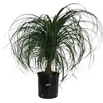 Nature's Way Farms Ponytail Palm Live Plant (25-30 Inches Tall) in Growers Pot, Green