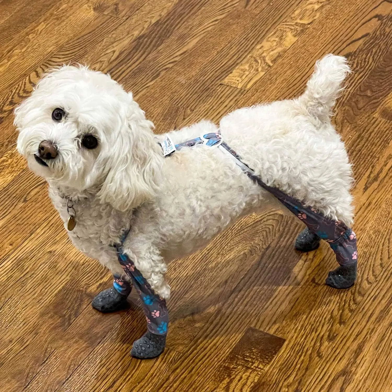 WALKEE PAWS Stay-On Grippy Socks, Indoor Anti-Slip Grip, Traction, Protect Floors & Pup's Paws, Easy-On & Off, Stay-On Design, As Seen on Shark Tank, Never Lose a Dog Sock Again (X-Small)