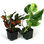 Josh's Frogs 12x12x20 Crested Gecko Vivarium Plant Kit